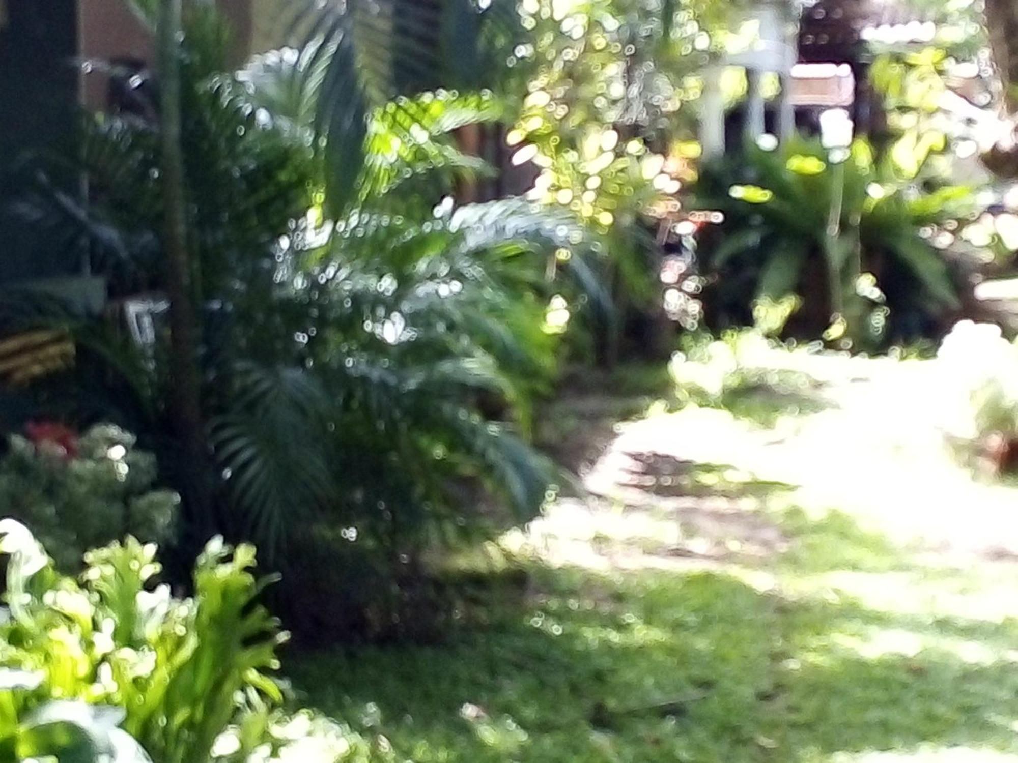 Bandula Home Stay Sigiriya Dış mekan fotoğraf
